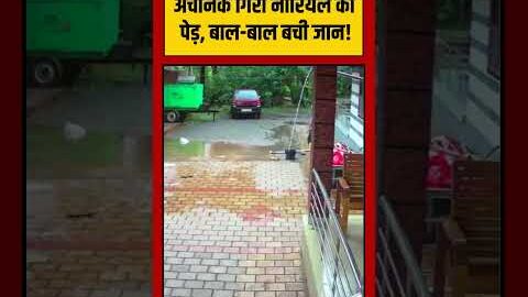 Viral Video | अचानक गिरा नारियल का पेड़, बाल बाल बची जान! | #viralvideo #viralnews #shorts