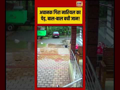 Viral Video | अचानक गिरा नारियल का पेड़, बाल बाल बची जान! | #viralvideo #viralnews #shorts