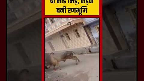 Bull Fight Viral Video | दो सांड भिड़े, सड़क बनी रणभूमि | #viralvideo #viralnews #shorts