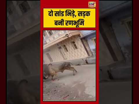 Bull Fight Viral Video | दो सांड भिड़े, सड़क बनी रणभूमि | #viralvideo #viralnews #shorts