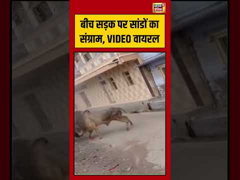 Bull Fight Viral Video | बीच सड़क पर सांडों का संग्राम, VIDEO वायरल | #viralvideo #shorts