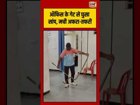 Viral Video | ऑफिस के गेट से घुसा सांप, मची अफरा तफरी | #viralnews #viralvideo #shorts