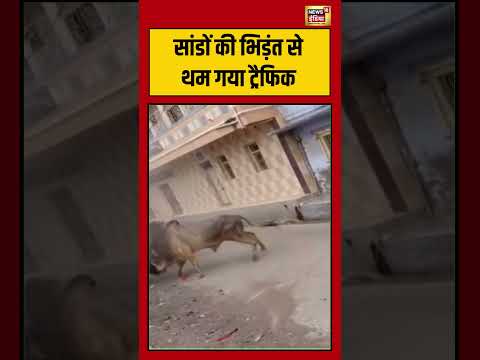 Bull Fight Viral Video | सांडों की भिड़ंत से थम गया ट्रैफिक | #viralvideo #viralnews #shorts