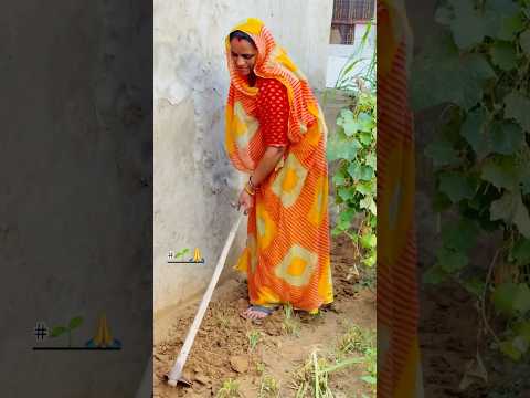 🌱🙏 #trending #song #viral #desi #culture #khetibadi #tejaji #rajasthani #explore #youtube #shorts