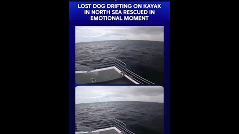 Viral Video | Lost Dog Drifting On Kayak In North Sea Rescued In Emotional Moment