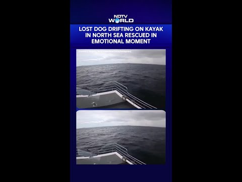 Viral Video | Lost Dog Drifting On Kayak In North Sea Rescued In Emotional Moment