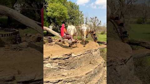 गाँव की रहट 🥰 #viral #shots #shorts #desi #village #villagelife #viralshorts #viralshort #video