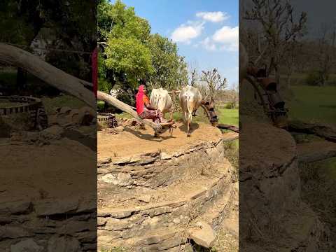 गाँव की रहट 🥰 #viral #shots #shorts #desi #village #villagelife #viralshorts #viralshort #video