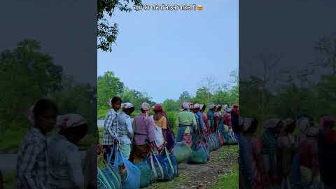 असम की चाय बागान का जीवन 😍#Desi #Village #Lifestyle #assam #reelsfbシ #facebookviral #Shorts #new