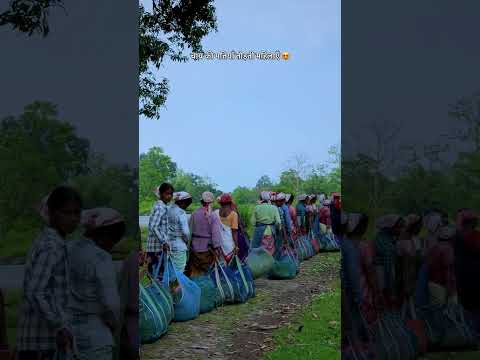 असम की चाय बागान का जीवन 😍#Desi #Village #Lifestyle #assam #reelsfbシ #facebookviral #Shorts #new