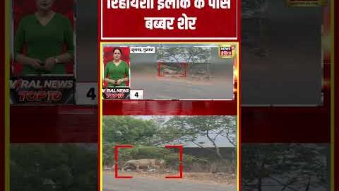 Viral Video | रिहायशी इलाके के पास बब्बर शेर | #viralnews #shorts