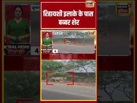 Viral Video | रिहायशी इलाके के पास बब्बर शेर | #viralnews #shorts