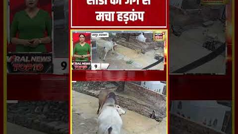 Viral Video | सांडों की जंग से मचा हड़कंप | Rajasthan News | #viralnews #shorts