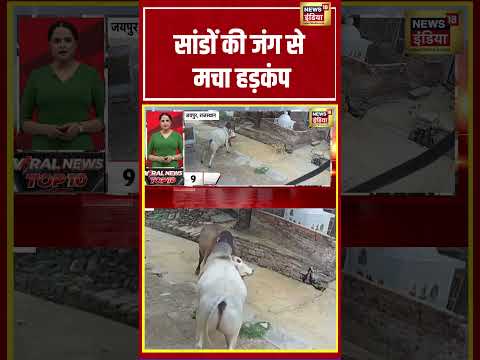Viral Video | सांडों की जंग से मचा हड़कंप | Rajasthan News | #viralnews #shorts
