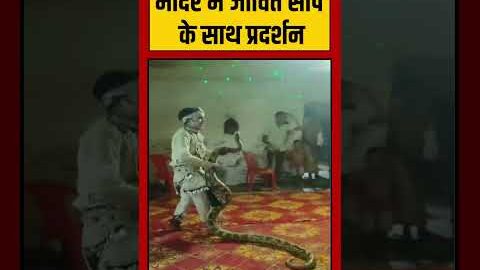 Viral Video | मंदिर में जीवित सांप | #shorts #viralnews