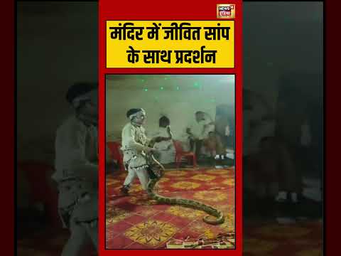 Viral Video | मंदिर में जीवित सांप | #shorts #viralnews