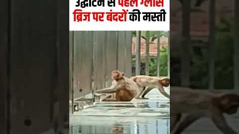 Panna Monkey Viral Video : उद्घाटन से पहले ग्लास ब्रिज पर बंदरों की मस्ती, बंदरों ने लिया मजा | N18S