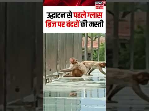 Panna Monkey Viral Video : उद्घाटन से पहले ग्लास ब्रिज पर बंदरों की मस्ती, बंदरों ने लिया मजा | N18S