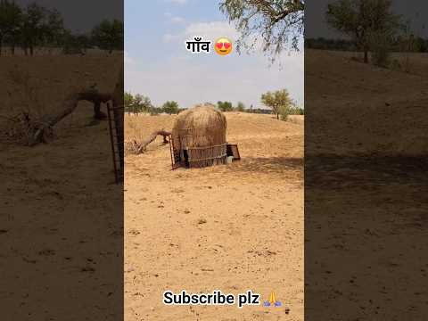 गाँव 😍 #village #villagelife #ytshorts #short #rajasthani #rajasthan #marwadilife #desi #gaav #life