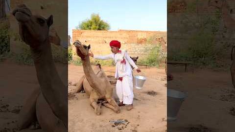 गाँव में सुबह ऊँठनी का ताजा दूध 🥰 #villagelife #desi #milk #camel #funny #life #rajasthani #food