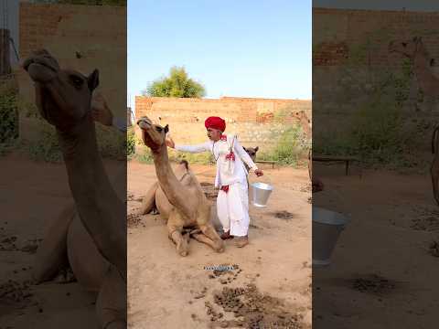 गाँव में सुबह ऊँठनी का ताजा दूध 🥰 #villagelife #desi #milk #camel #funny #life #rajasthani #food