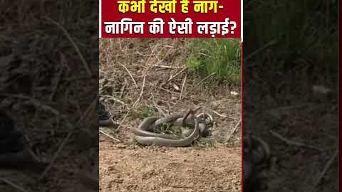 Viral Video: आमने-सामने आए नाग और नागिन, फिर जो हुआ! shorts | Snake Fight | Wildlife | Nature Video