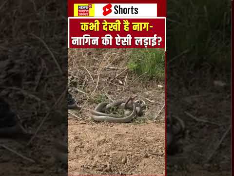 Viral Video: आमने-सामने आए नाग और नागिन, फिर जो हुआ! shorts | Snake Fight | Wildlife | Nature Video