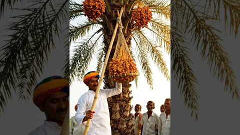 ऊंचे पेड़ से खजूर तोड़ने का देसी जुगाड़#khajur#desi#jugaad#gaanv#villagelife#amazing#farming#viral