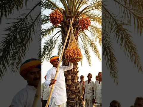ऊंचे पेड़ से खजूर तोड़ने का देसी जुगाड़#khajur#desi#jugaad#gaanv#villagelife#amazing#farming#viral