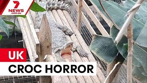 Boy thrown into crocodile enclosure at UK zoo | 7NEWS