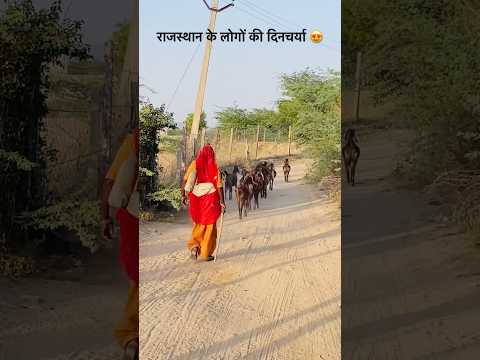 राजस्थान के लोगों की दिनचर्या 😍 #culture #desi #gav #rajasthaniclture #village #subscribe