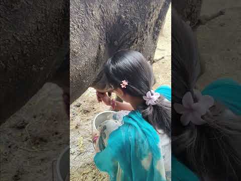cow milking 🐄🐄🐄 #dairyfarming #youtubeshorts #shorts #desi #trending #haryanvi #yt #cow