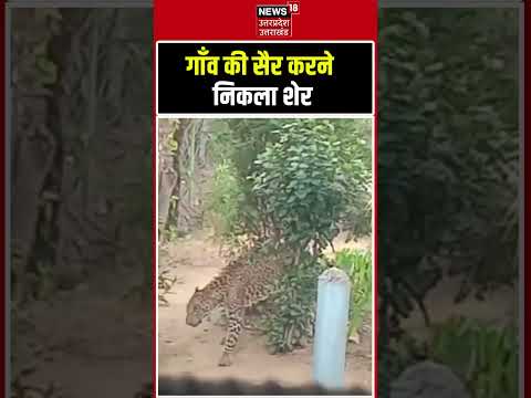 Viral Video: गांव की सैर करने निकला शेर | #shorts