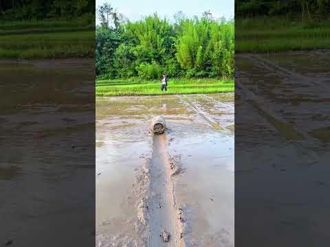 “Desi Jugad Level: 100 🛠️” #DesiJugad #FarmingLife #SatisfyingVideos  #Jugaad #Kheti #Comedy