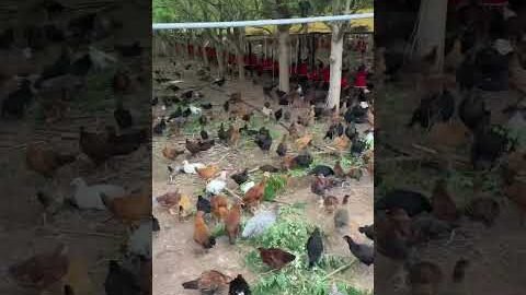 Pure Desi Poultry Farm 🐓9850917241#viral #naturesbest #trending #desi #polutry