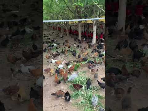 Pure Desi Poultry Farm 🐓9850917241#viral #naturesbest #trending #desi #polutry