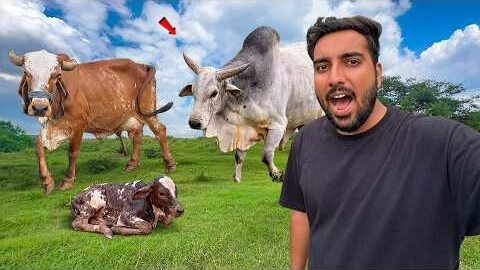 Desi Bull Jeet Ki Delivery Soon😱Raat Me Kon Mil Gaya🫣