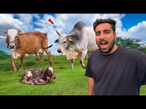 Desi Bull Jeet Ki Delivery Soon😱Raat Me Kon Mil Gaya🫣