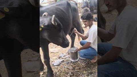 #youtubeshorts #desi #shortvideo #trendingshorts #viralshorts #viral
