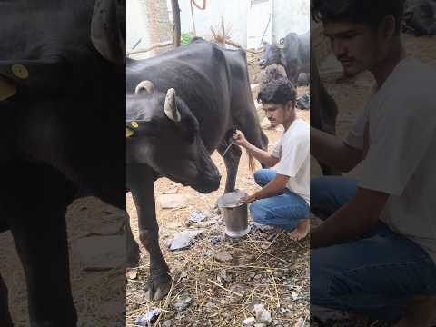 #youtubeshorts #desi #shortvideo #trendingshorts #viralshorts #viral