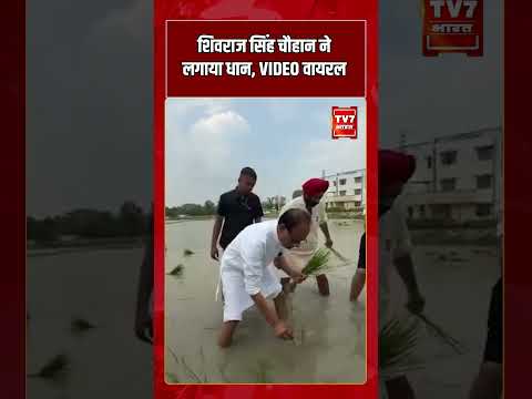 Shivraj Singh Chouhan ने लगाया धान, VIDEO वायरल | #shorts #tv7bharat #shivrajsinghchouhan