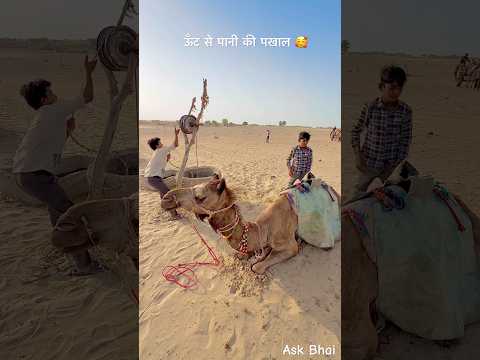 ऊँट से पानी की पखाल 😍 #rajasthan #desi #water #pani #rajasthan #desertlife #shorts