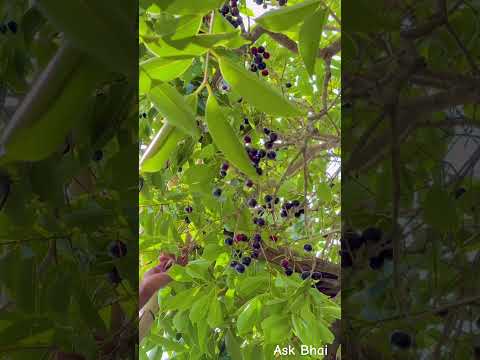 देसी ताजे जामुन 😍 #jamun #balackberry #rajasthan #village #desi #khana #youtube #shorts