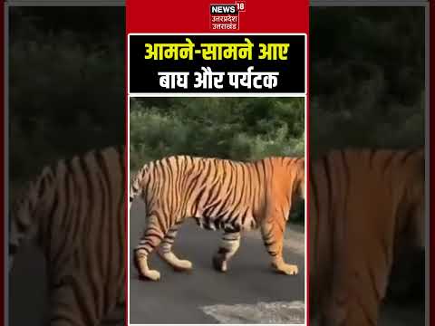 Viral Video: आमने-सामने आए बाघ और पर्यटक | #shorts