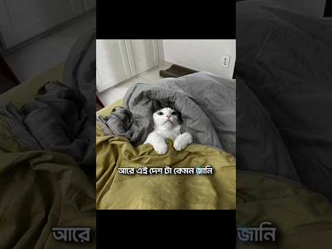 বাংলাদেশ বিদেশ থেকে গেছে 😑 #relatable#funny#cat#memes#bangla#desi#voiceover#text#worldcup
