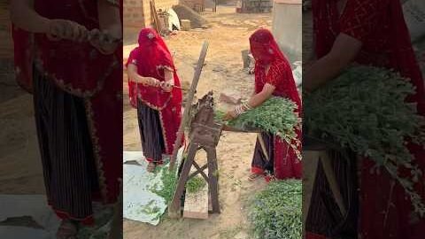 पशुओं के लिए हरा चारा😍 #desi #villagelife #summer #village #shorts
