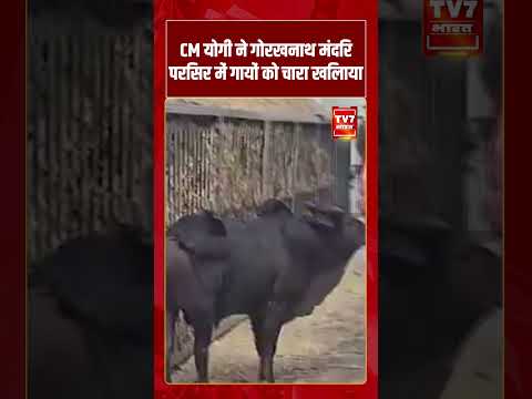 CM Yogi ने Gorakhnath Temple परिसर में गायों को चारा खिलाया | #shorts #tv7bharat #yogiadityanath
