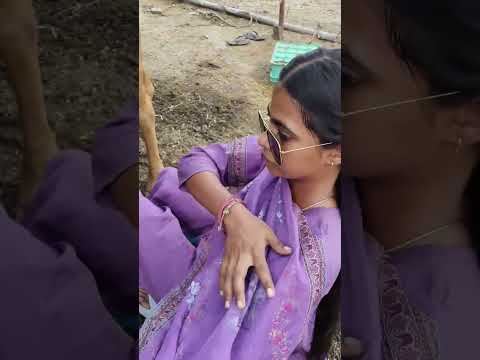 cow milking 🐄🐄🐄 #dairyfarming #youtubeshorts #shorts #desi #trending #haryanvi #yt #cow
