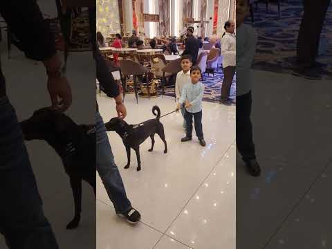 #desi #annu #doglovers #darsu