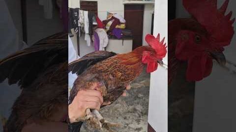 मुर्गी की सारी Problem का एक ही Solution 🐓🫡 | Desi murgi farm | #shorts